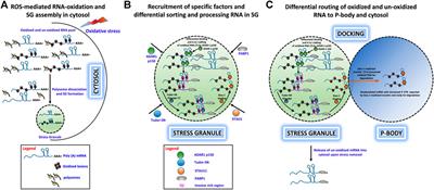 Stress Granule-Mediated Oxidized RNA Decay in P-Body: Hypothetical Role of ADAR1, Tudor-SN, and STAU1